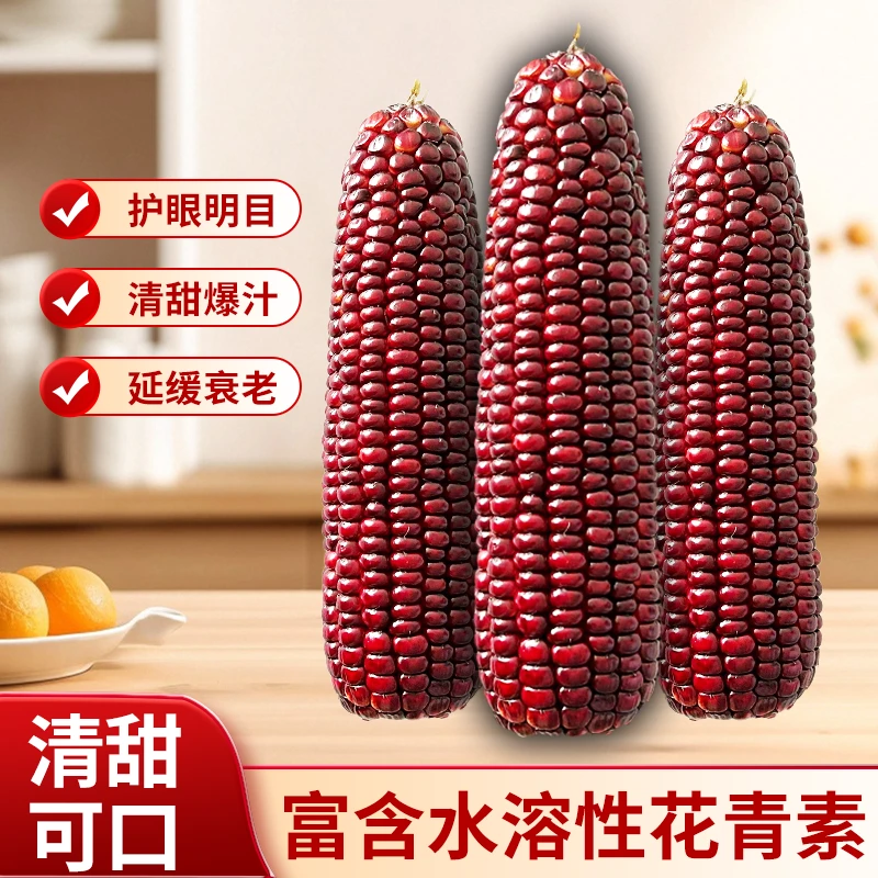 云南新品紫玉玉米国产专利水果玉米满满花青素