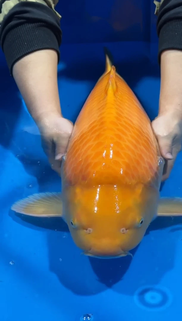 锦鲤佛山金隆锦鲤直播专用闪购链接，不支持7天无理由退货退款