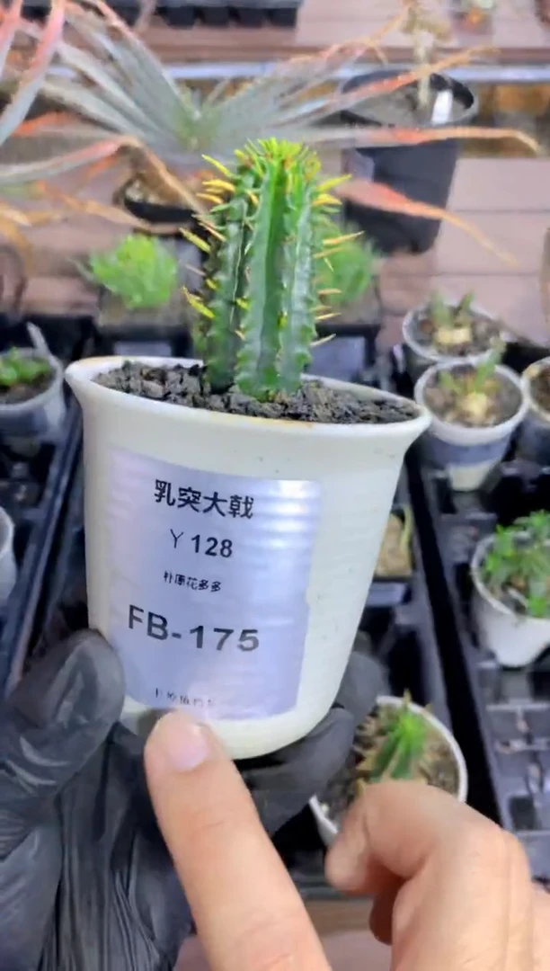 【闪购商品】乳突大戟FB-175