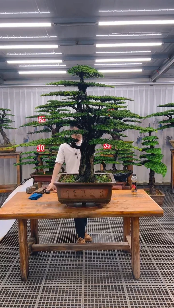 无花朵湖**洲精品盆景直播间一物一拍