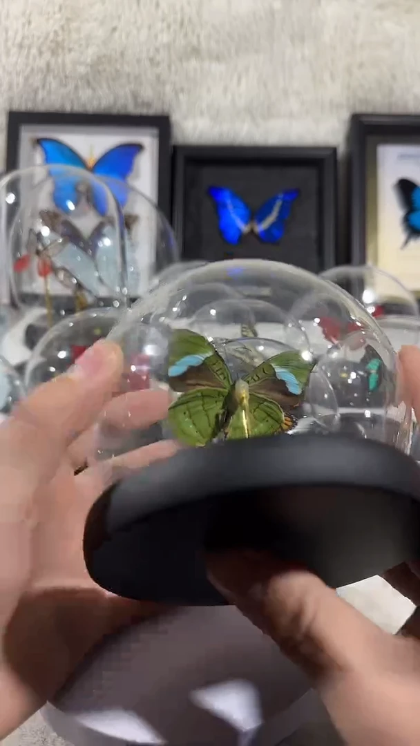 有机玻璃蓝带鸭