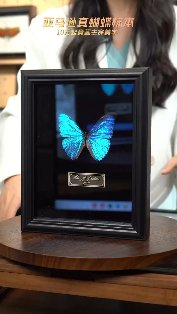 黎明蝴蝶标本摆件竞拍c184