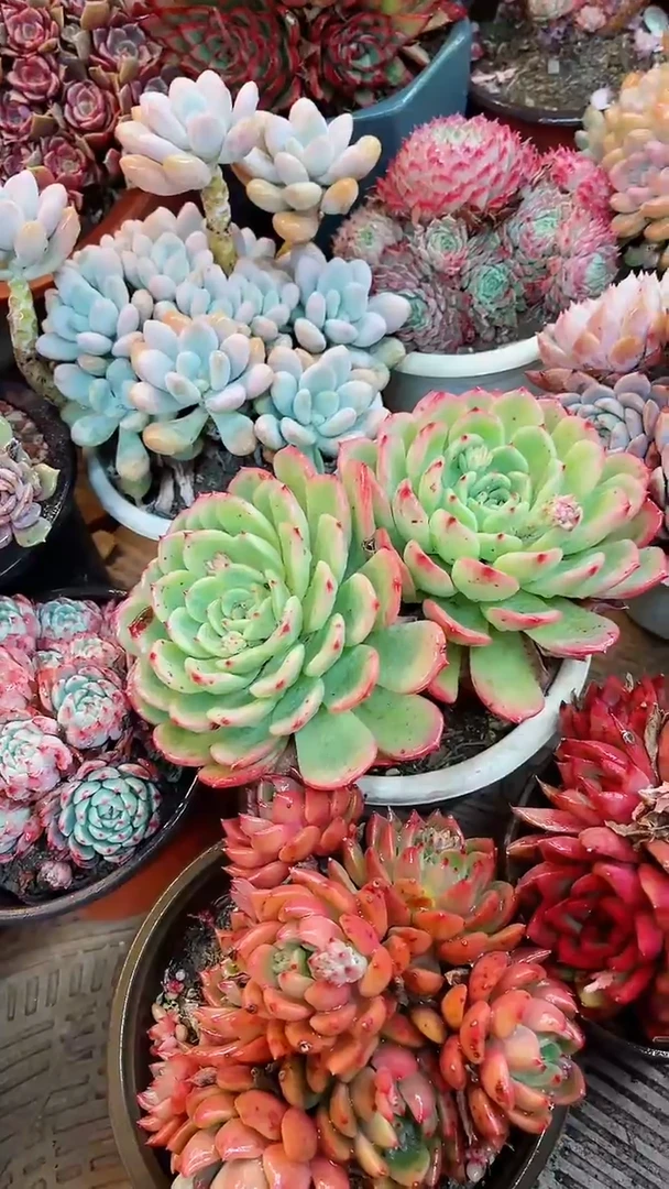 【闪购商品】18048