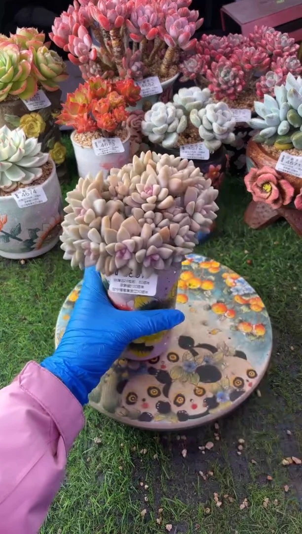 昆明印象多肉4807