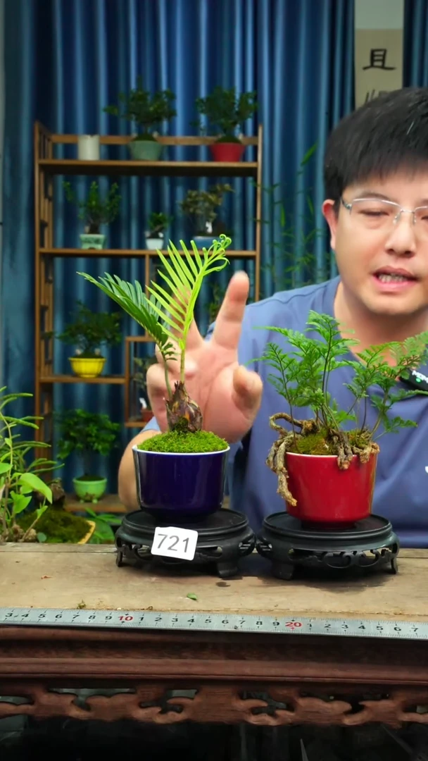 无花朵苔藓微景观721号