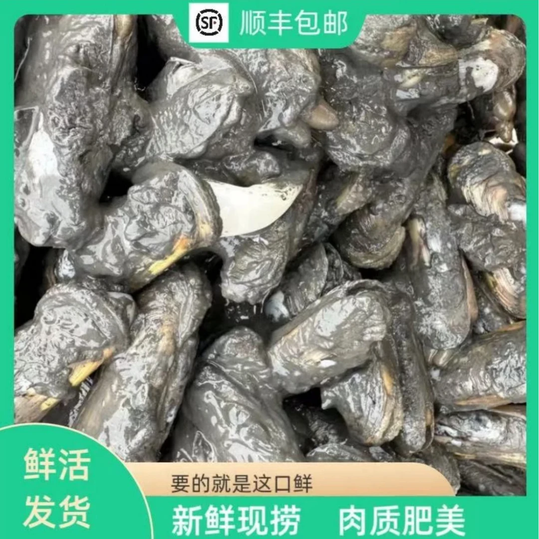 【到顶大货18只左右每斤】宁海长街蛏子顺丰特快空运包邮-带泥直发-次日达海鲜