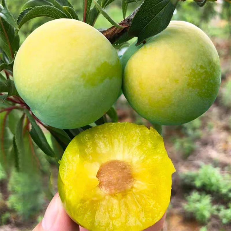 【顺丰京东包邮】正宗脱骨李子四川青脆李高山农家土李子四川冰脆李