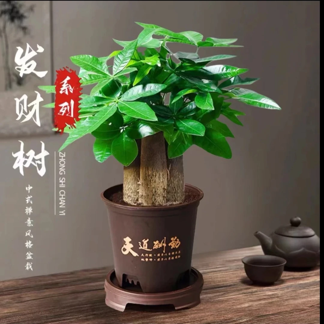 【三杆发财树】发财树好养活办公室净化空气室内盆栽绿植桌面