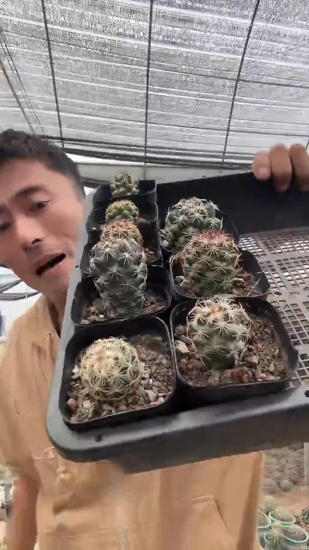 实生顶花球属不知名19.99
