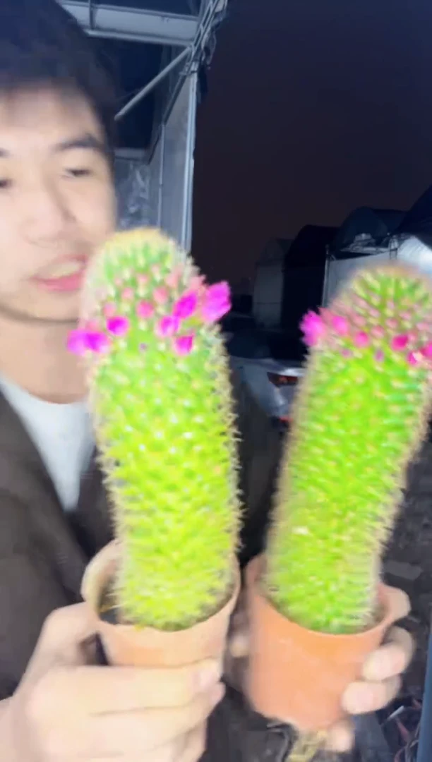 【闪购商品】2颗 红花锦丸