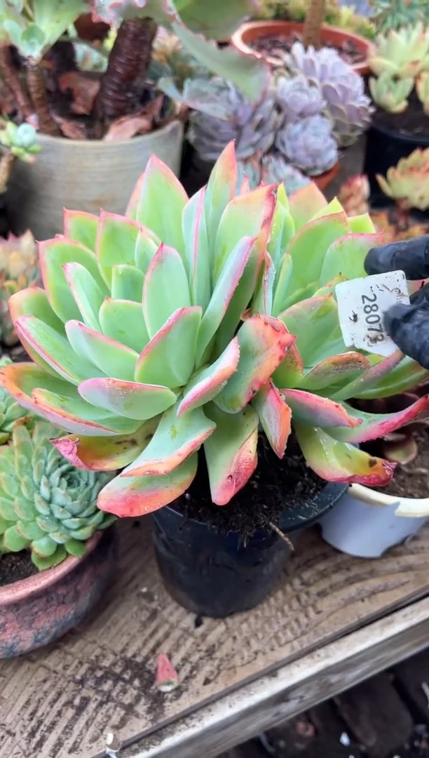 和**美28073多肉植物一物一拍