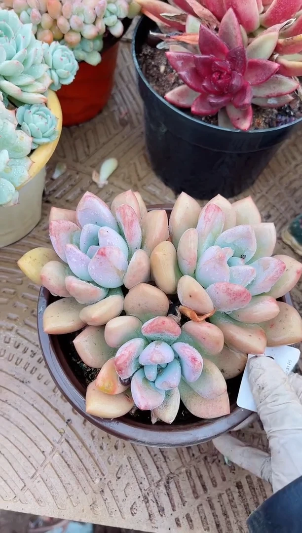 【闪购商品】03577