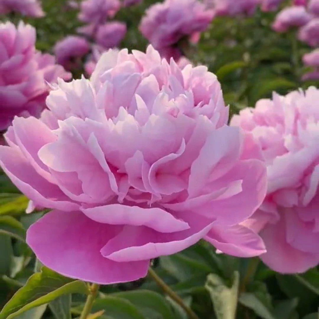 菱花晨玉，重瓣芍药花苗菏泽基地直发可盆栽可地栽