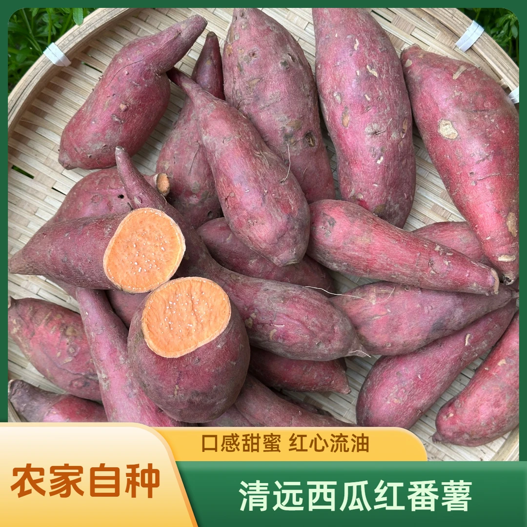 农家清远自种西瓜红番薯蔬菜10斤烤番薯烤红薯做红薯干煲粥煲糖水