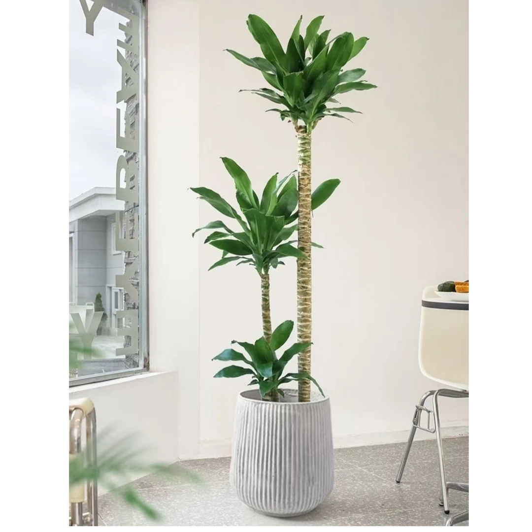 荷花龙血树铁盆栽大绿植室内高端大气客厅卧室办公室净化空气高档