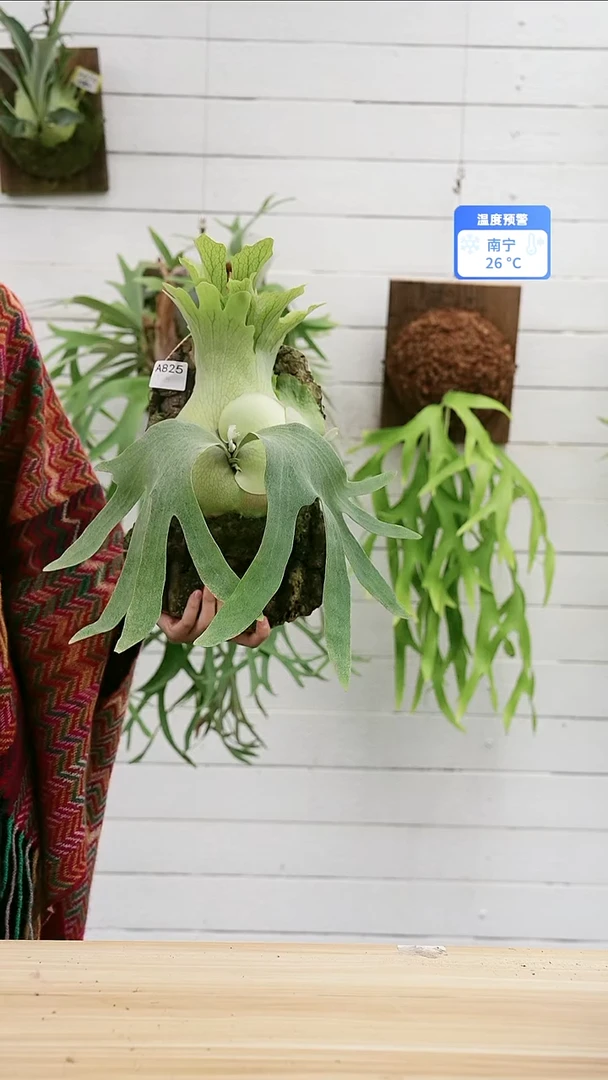完全开放A825银华带侧芽