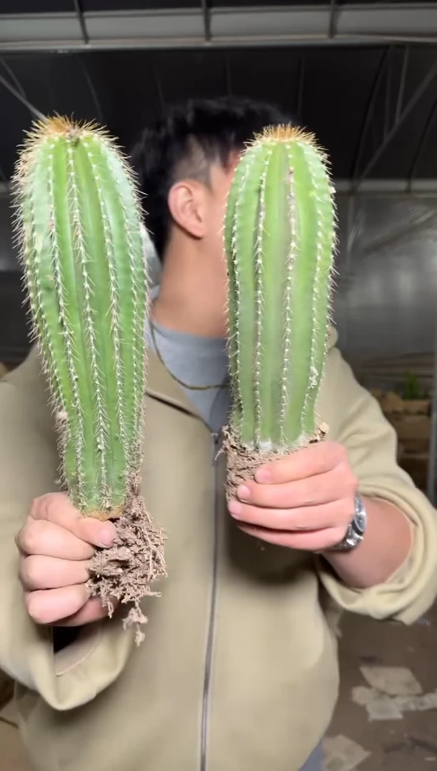 2颗 高10-15cm 大凤龙【带根】