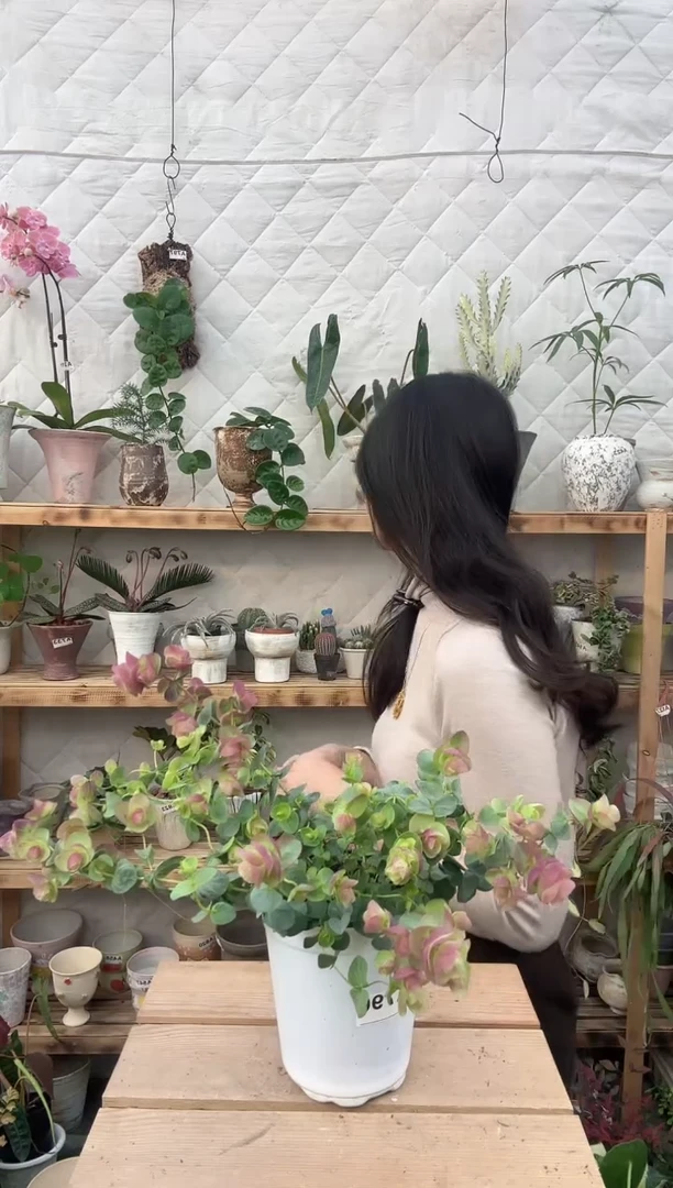 无花朵796牛至折纸画育苗盆