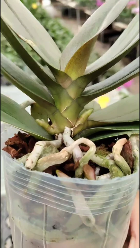 当前无花栽培后可以开花罗马情人 正价闪购