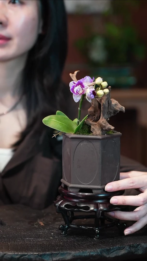 无花朵蝴蝶兰盆景盆景盆景