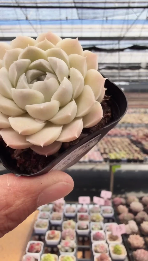 东云多肉园新款-206