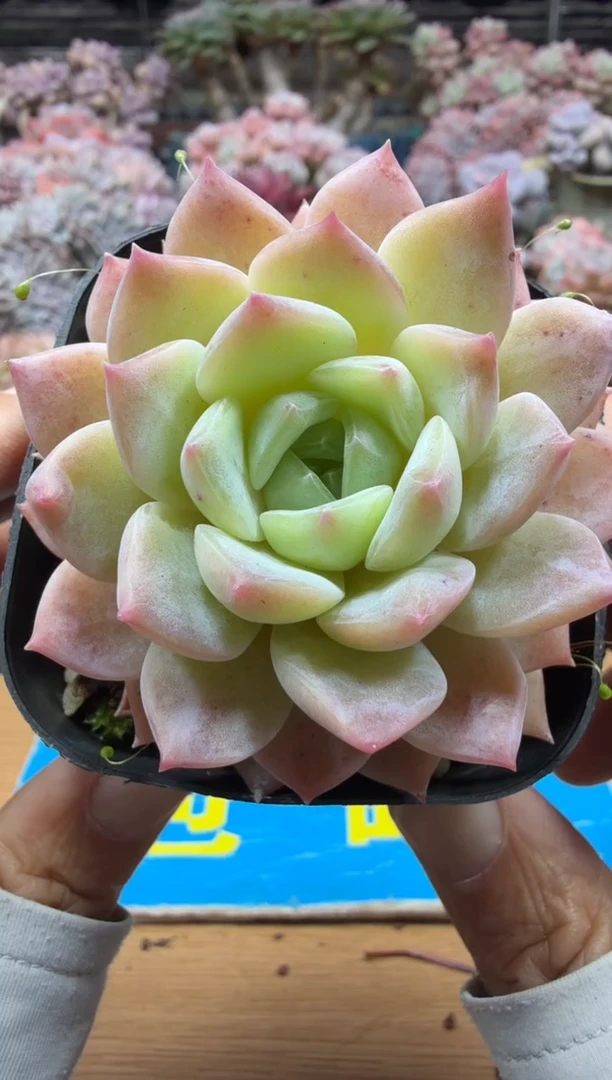 东云多肉园二店-672