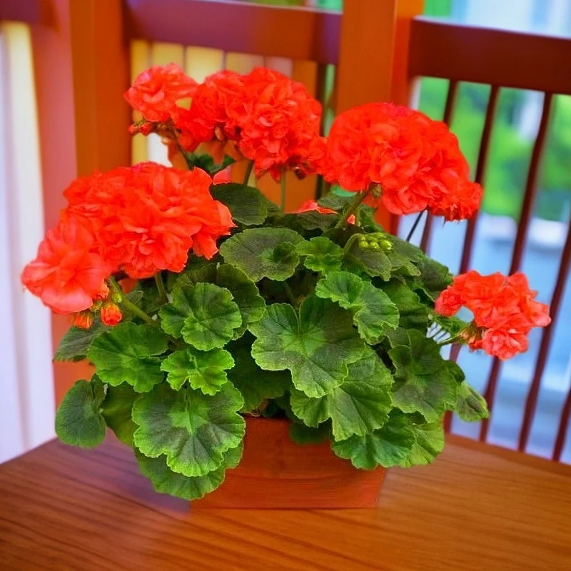 四季开花大花天竺葵花苗盆栽不断发货花卉庭院阳台好养