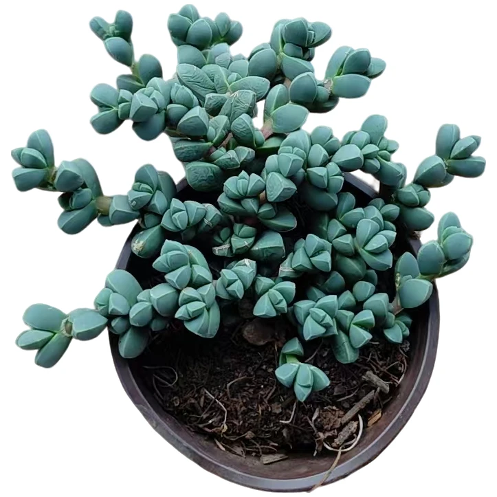 鹿角海棠     多肉植物