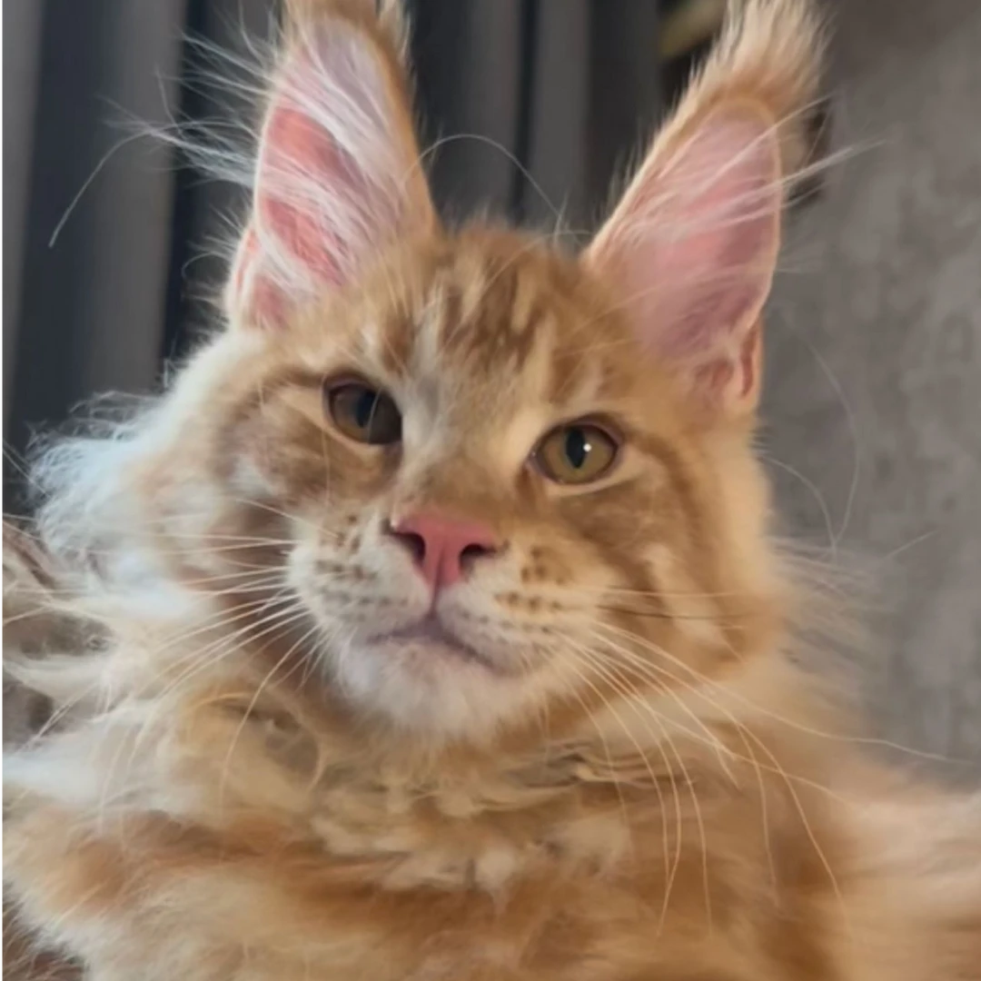 【瑞姐猫舍】精品缅因猫咪