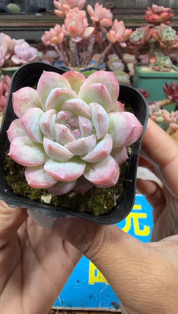 东云多肉园二店-288