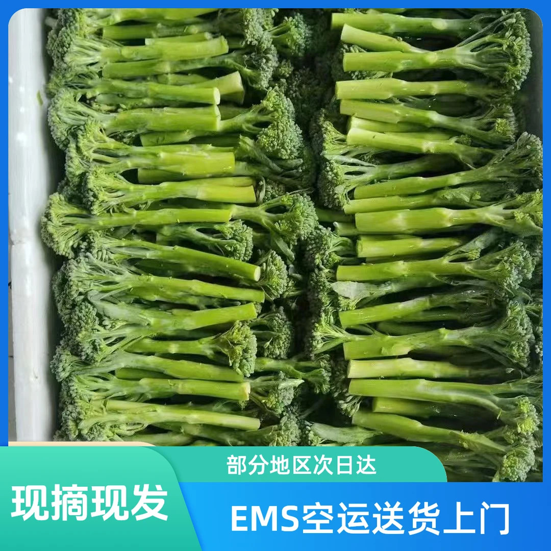 EMS空运甜杆迷你西兰苔新鲜苔宁夏西兰花食用西兰花苔西蓝苔