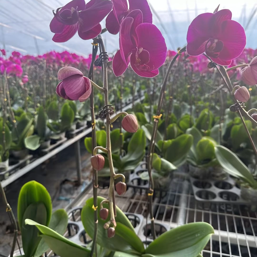 【聚缘溪】【特级】一棵大辣椒蝴蝶兰 3.5加高加大杯