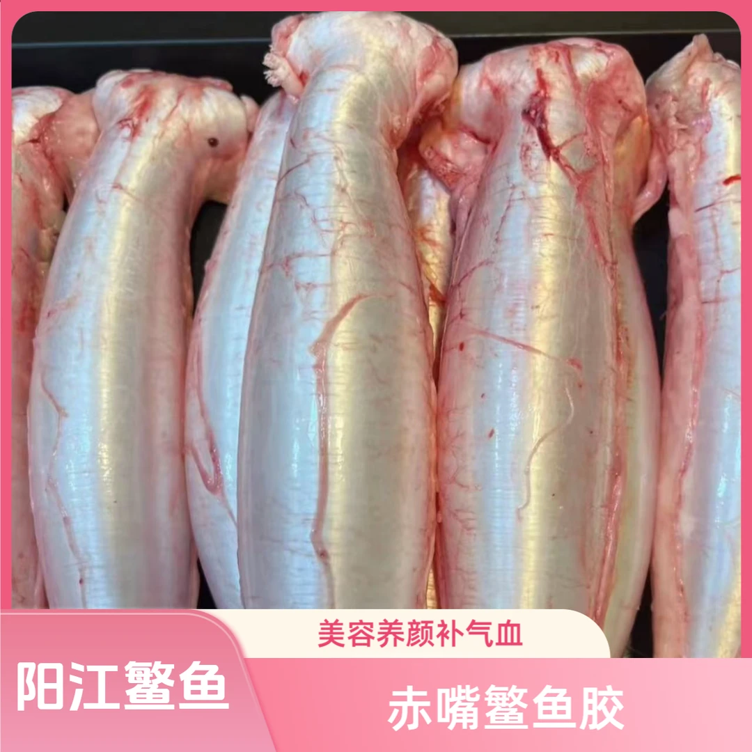 广东阳江新鲜赤嘴鳘鱼公胶营养丰富厚肉新鲜胶原蛋白首选