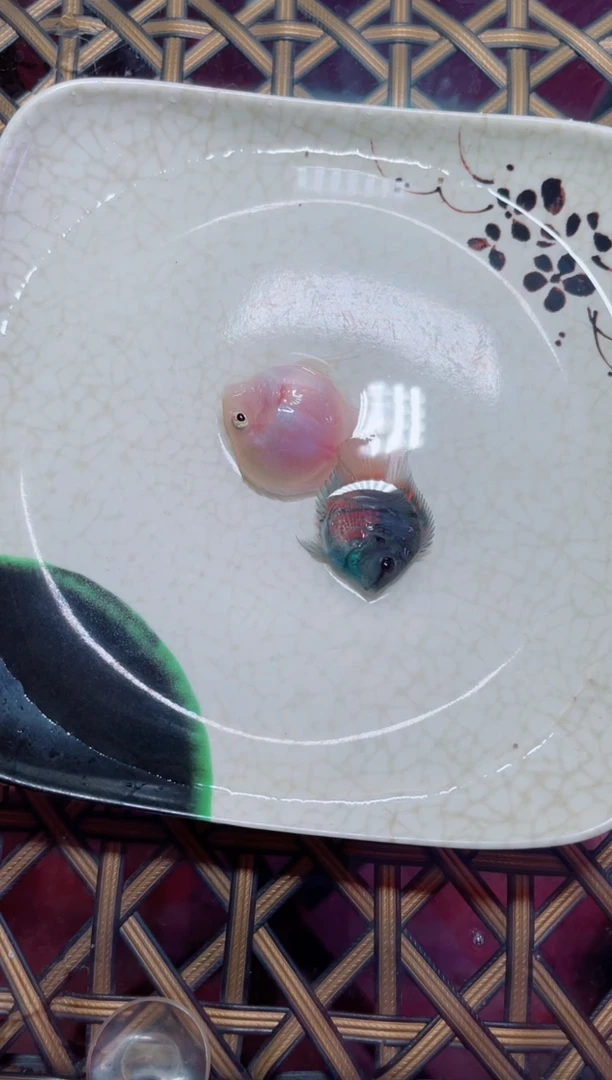 鹦鹉鱼胭脂摩卡一对