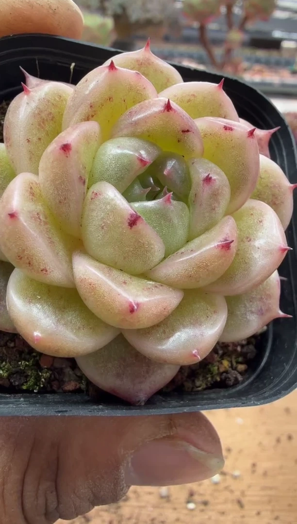 东云多肉园二店-62