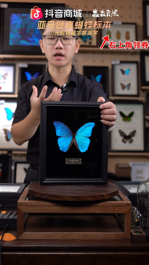 大蓝闪蝶黑绒底版10寸欧式框（带证书）