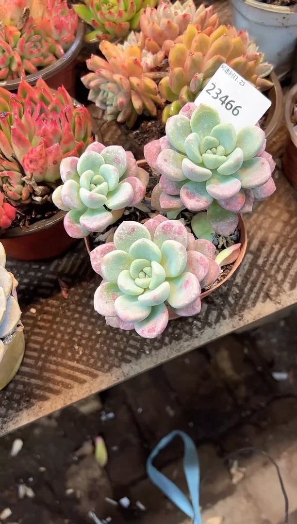 最***人多肉植物一物一拍23466