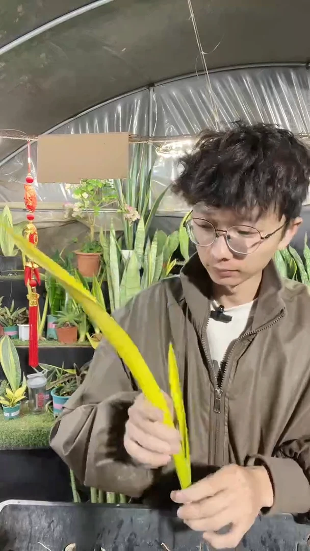 7号纯金黄金虎皮兰35.8