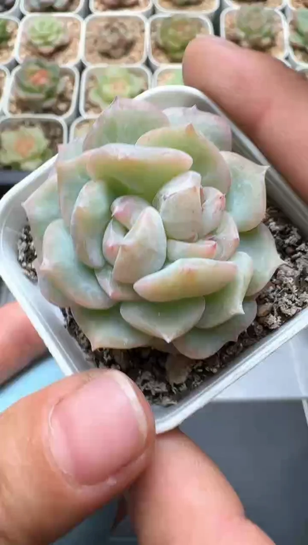 718C云禹多肉植物 带盆土纸巾打包 3颗包邮
