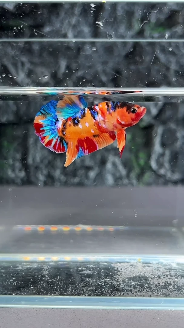 斗鱼竞拍链接A069