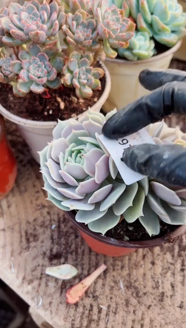 晴*?多肉植物一物一拍29169