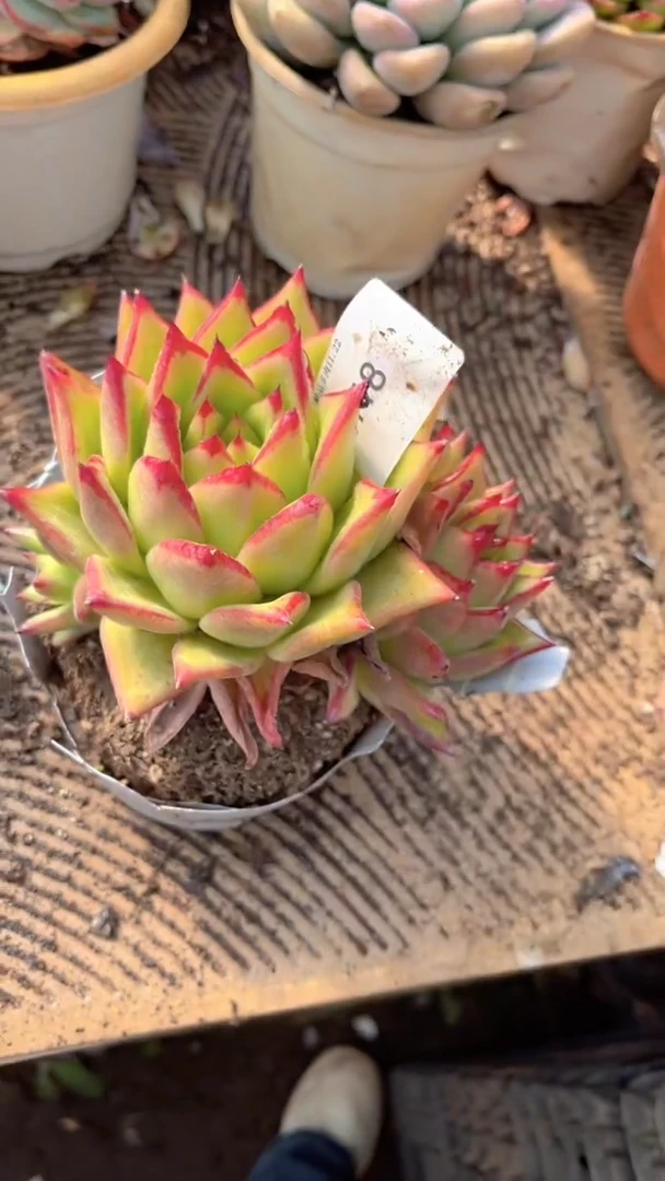 ~****~跃跃精品多肉22118