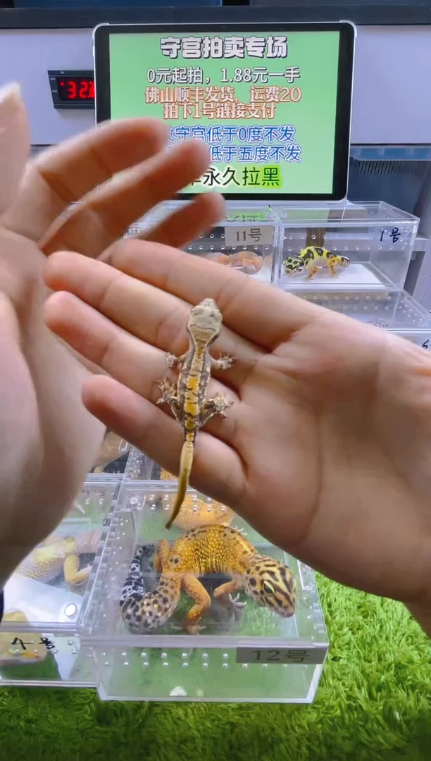 豹纹守宫豹纹肥尾瘤尾守宫苗子亚成成体