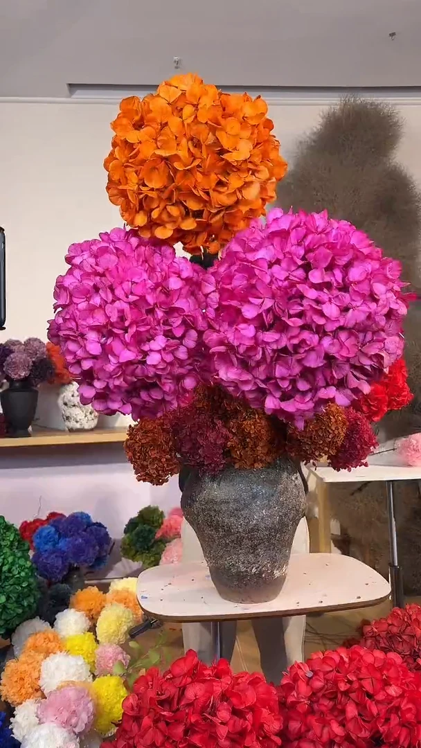 吸色永生大叶绣球3枝—橙1/玫红2