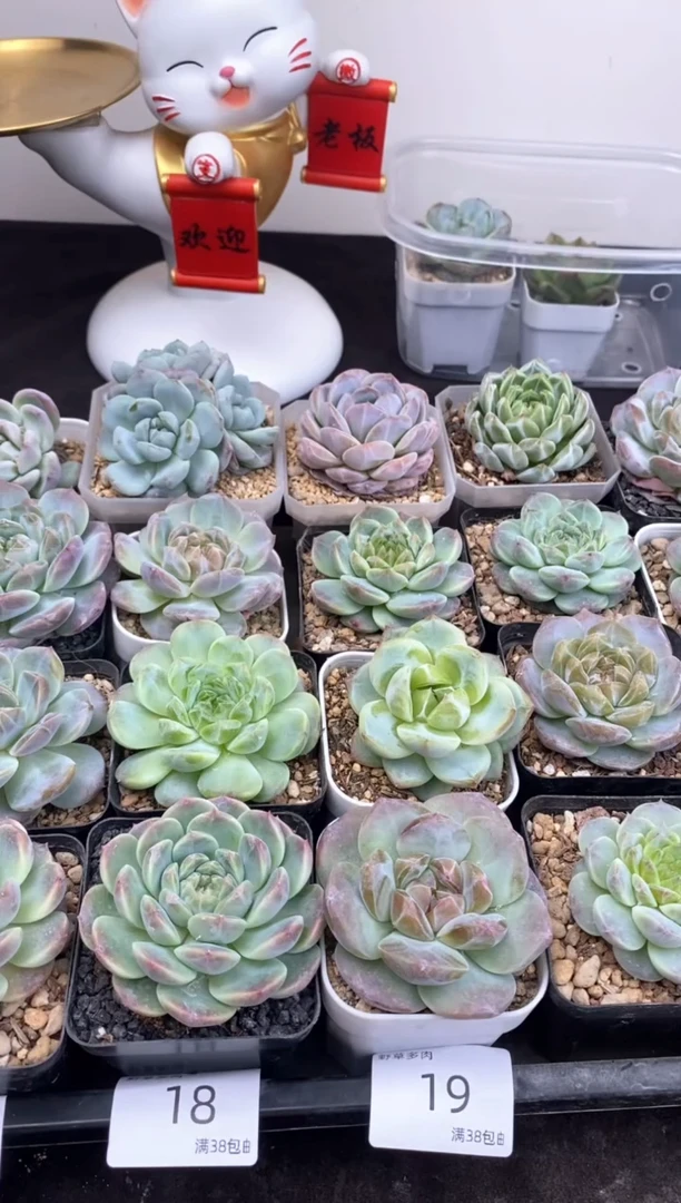 4棵一组一组包邮19号