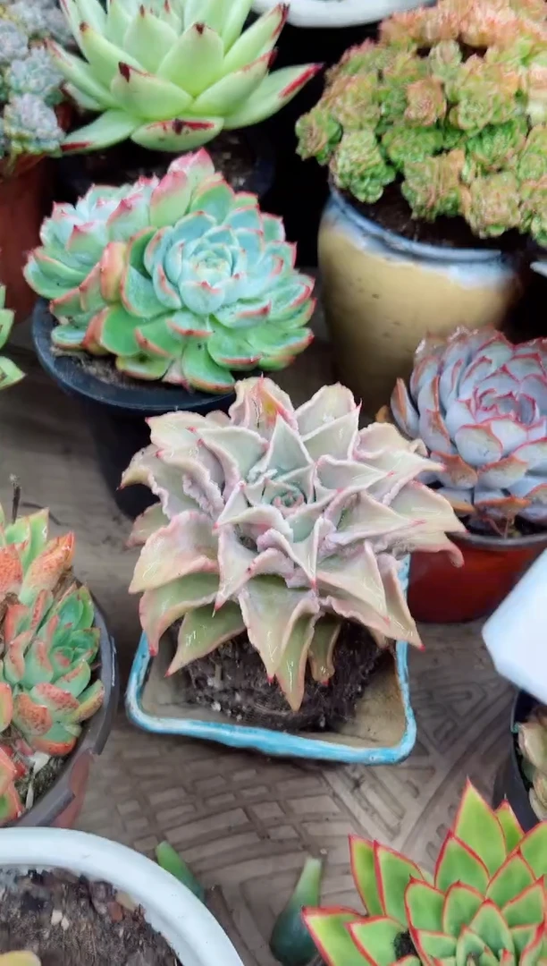 时**璃13032多肉植物一物一拍