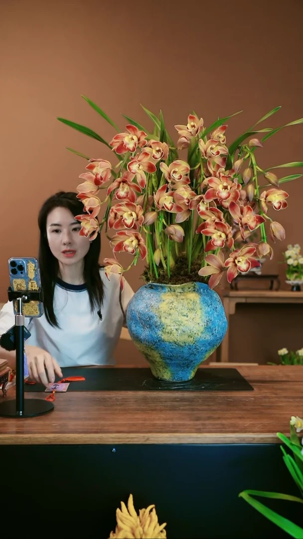 【闪购商品】盆景麒麟