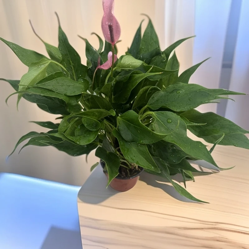 莉莉小粉掌室内绿植好养活盆栽春羽大盘