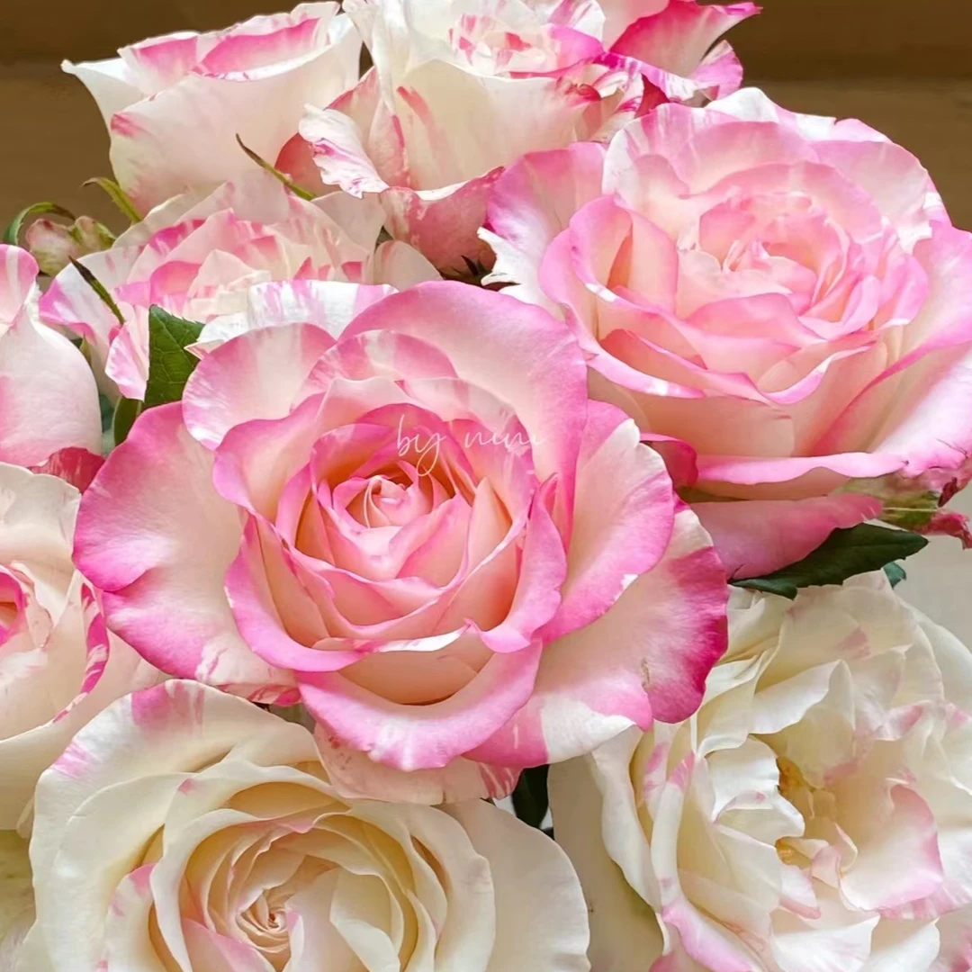 【霓裳玫瑰】高等级玫瑰/全场1单送货上门（2单升级顺丰包邮）