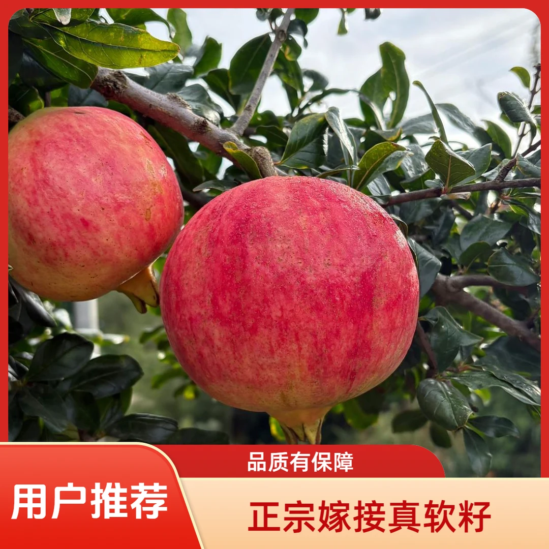 正宗突尼斯软籽石榴树苗盆栽地栽果树苗嫁接石榴苗别墅庭院植物